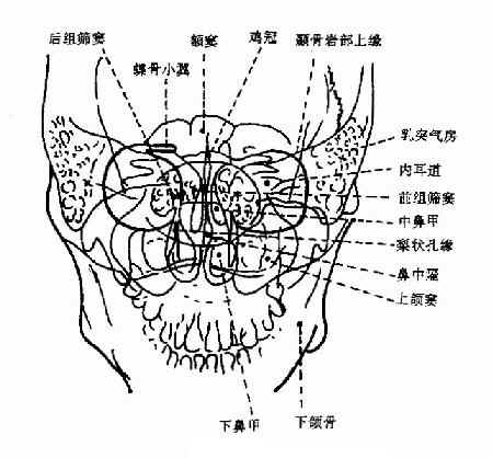 鼻额位