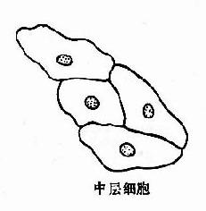 复层扁平(鳞状)上皮各层脱落细胞示意图
