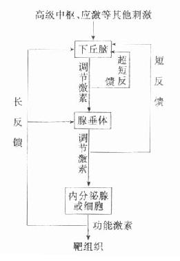 激素分泌的下丘脑-垂体-内分泌腺(细胞)调节轴示意图