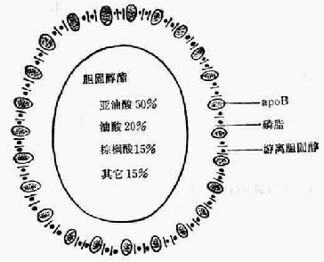 低密度脂蛋白结构模型