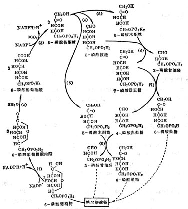 磷酸戊糖途径