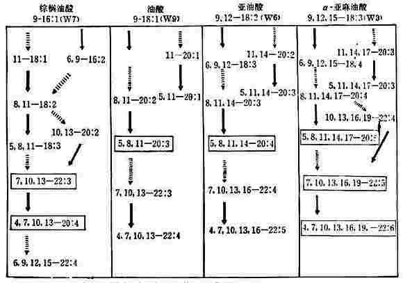 高等动物主要PUFA转化通路