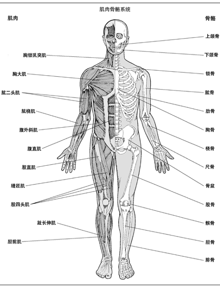 肌肉骨骼系统(正面)