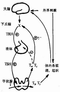 下丘脑-垂体-甲状腺轴反馈关系