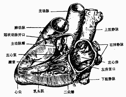 左心房与左心室(左面观)