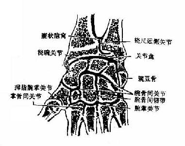 手关节(冠状切面)