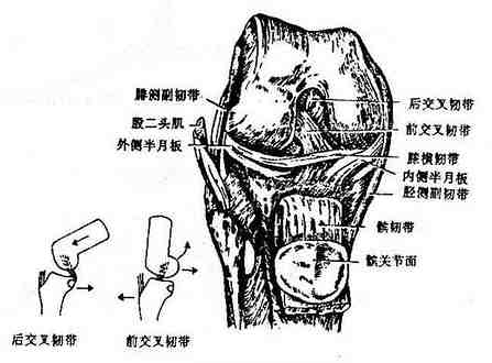 膝关节(显示内部结构)