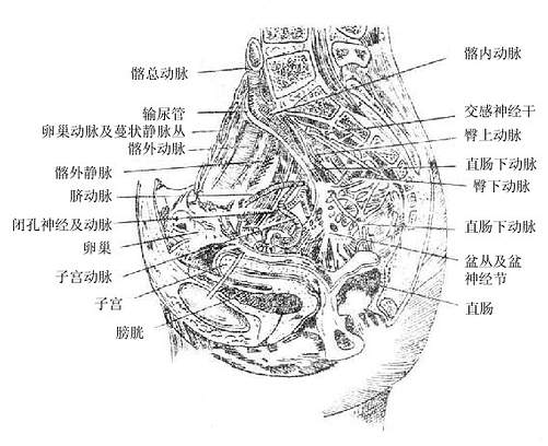 女性盆腔矢状切面(示盆腔动脉与神经)