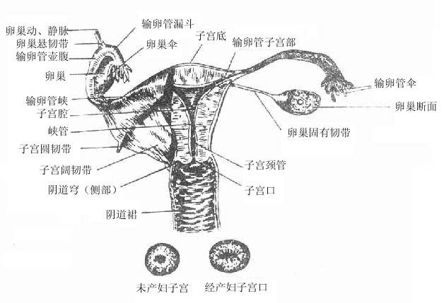 女性内生殖器(前面)