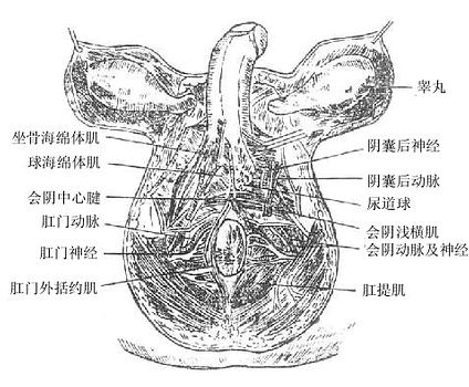 会阴的血管神经(男)