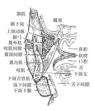 面部的间隙(右侧、冠状切面)