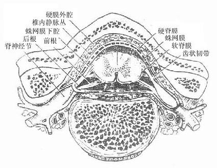 椎管及其内容物横断面(模式图)