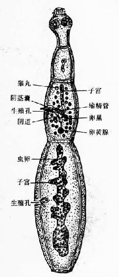 细粒棘球绦虫成虫(采Nobel)