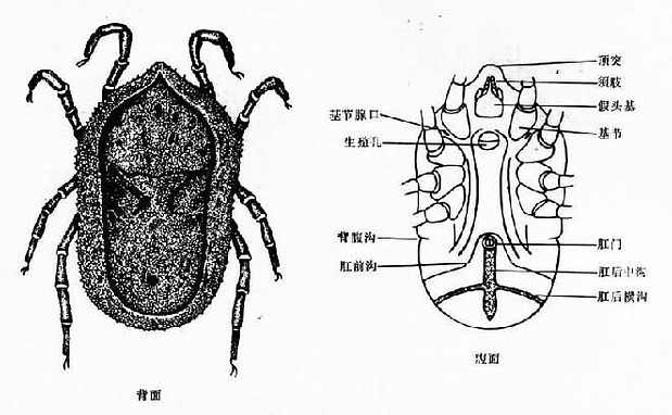 软蜱(乳突钝缘蜱)