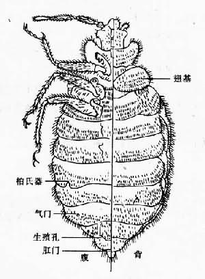臭虫成虫(示背腹面)
