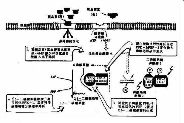 胰岛素浓度升高对肝细胞内2,6-二磷酸果糖浓度的影响