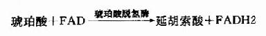 琥珀酸脱氢
