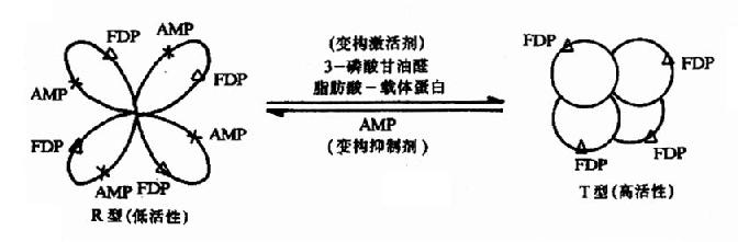 果糖-1,6二磷酸酶的变构效应