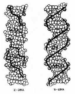Z-DNA和B-DNA