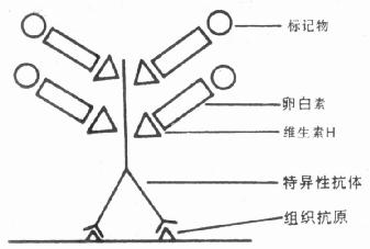 LAB技术