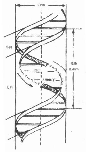 DNA的双螺旋结构