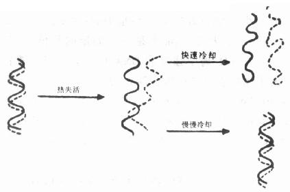 热变性过程和两种冷却过程示意图