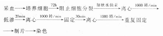 外周血培养染色体技术