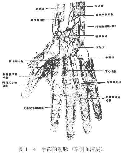 手部的动脉(掌侧面深层)