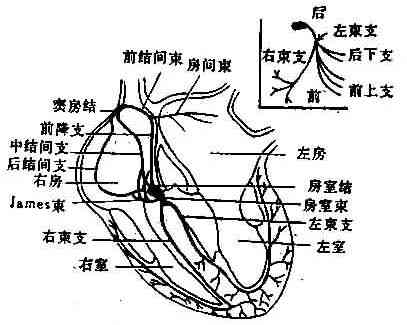 心脏传导系统示意图(右上图左束示意图)