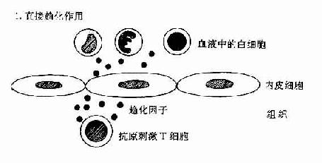 TH反应中动员白细胞的机制:T细胞和内皮细胞所起的作用。
