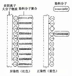 异染性示意图