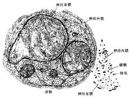 坐骨神经横切,示神经外膜、神经束膜与神经内膜