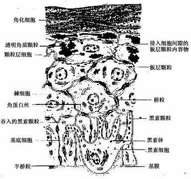 角质形成细胞和黑素细胞超微结构模式图