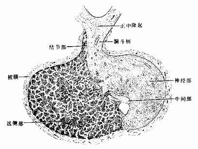 垂体(矢状切面)