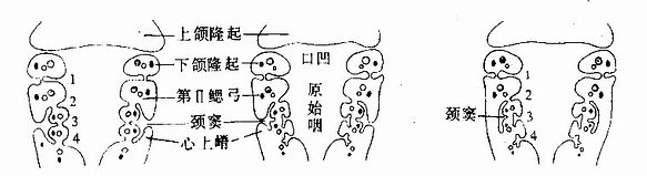 第5~6周人胚头部冠状切面