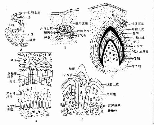牙的发生