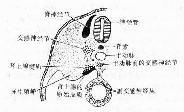 交感神经节及肾上腺髓质的发生