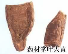 大黄