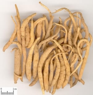太子参